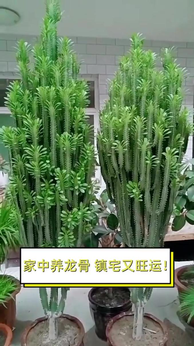 龙骨花开花吗?怎么养才开花?家庭养护全攻略 常见问题 (FAQ)