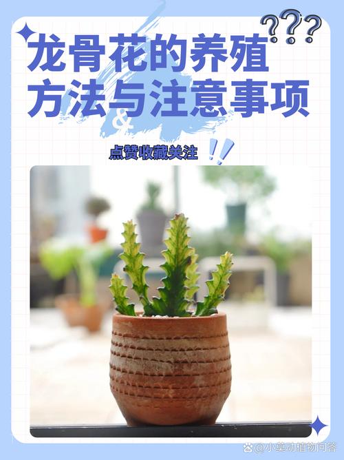 龙骨花开花吗?怎么养才开花?家庭养护全攻略 总结