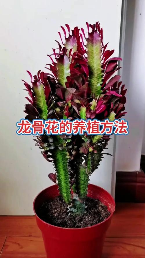 龙骨花开花吗?怎么养才开花?家庭养护全攻略 龙骨花不开花的常见原因与诊断
