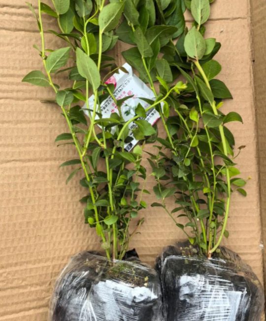 蓝莓F6与L25哪个好养？2026年蓝莓品种对比与种植指南