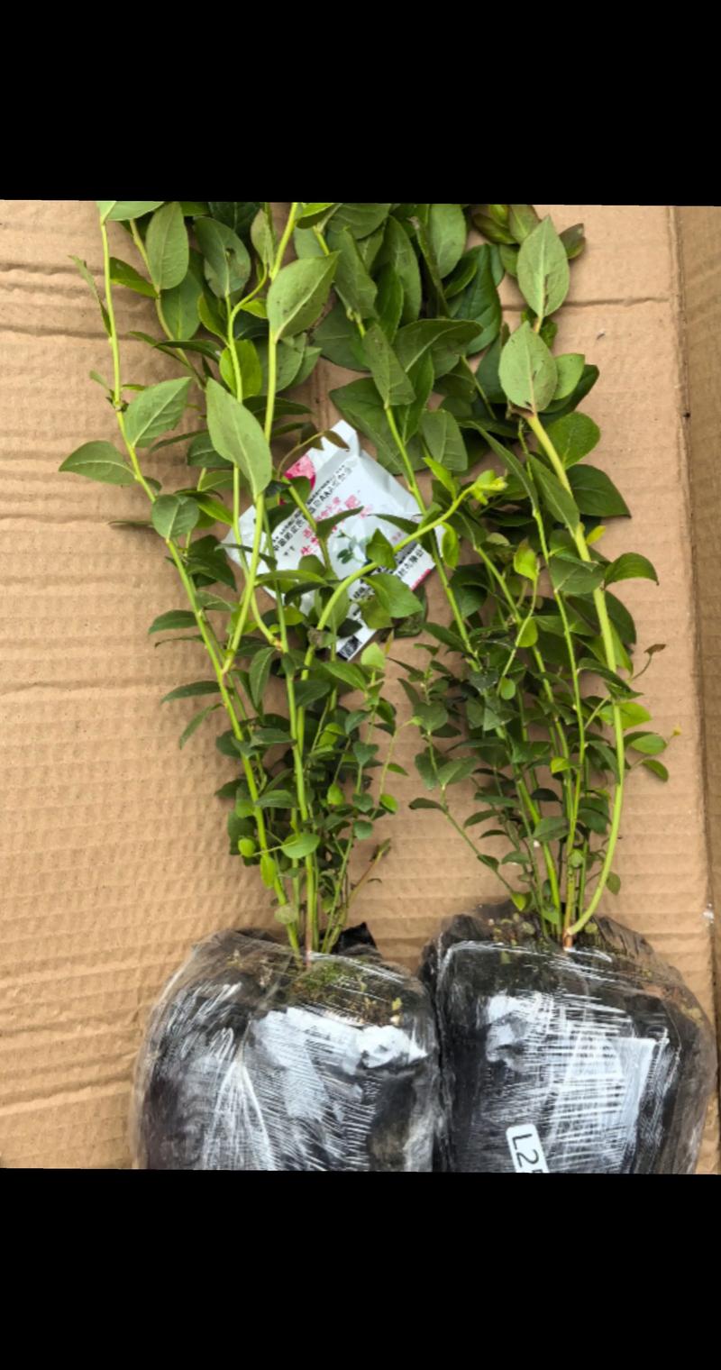 蓝莓F6与L25哪个好养?2026年蓝莓品种对比与种植指南 蓝莓F6与L25哪个好养?2026年蓝莓品种对比与种植指南