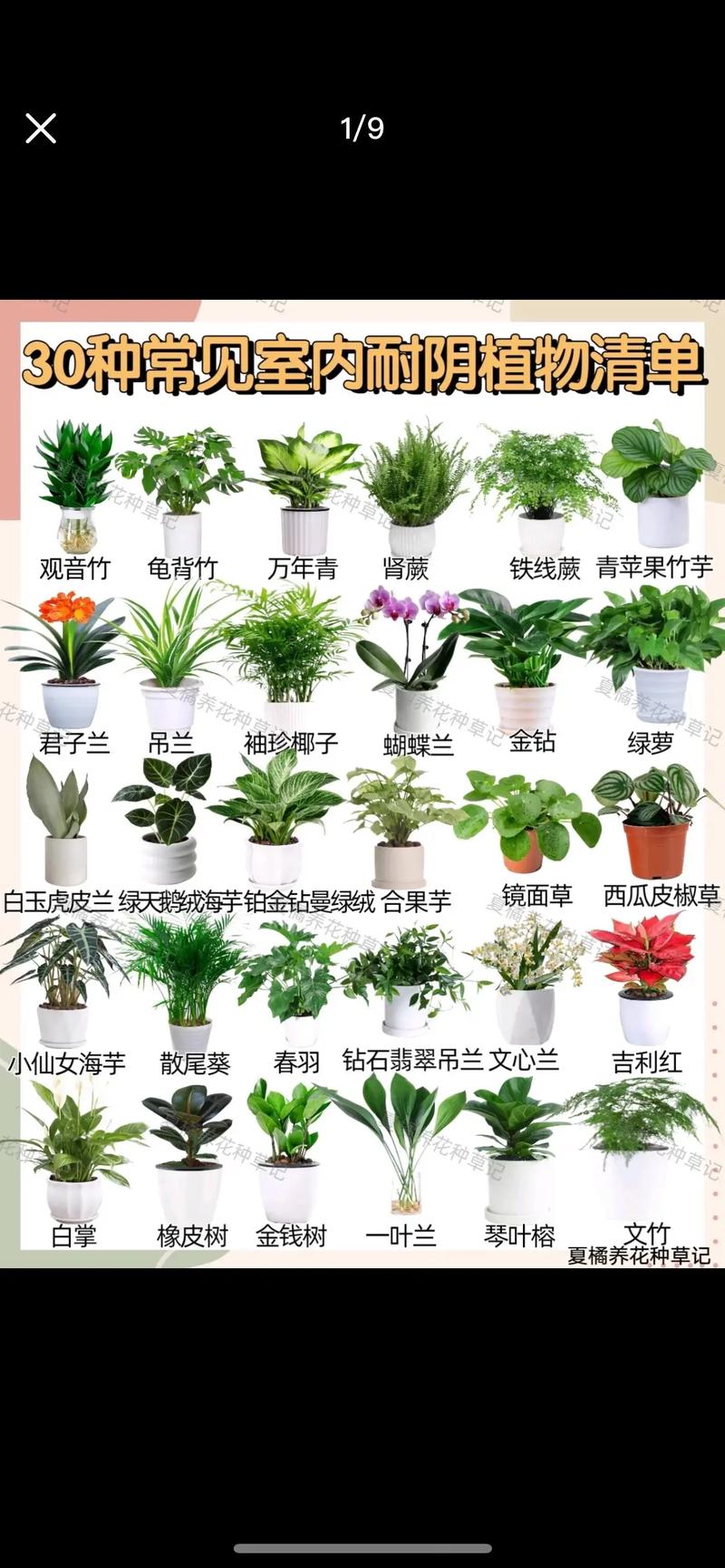 4. 金钱树：叶片厚实有光泽，办公桌“颜值担当”
