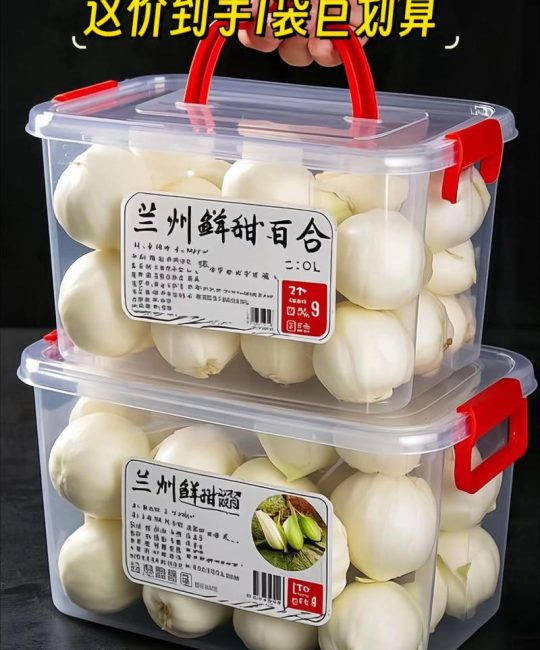 百合种球价格是多少？品种、规格与季节如何影响报价
