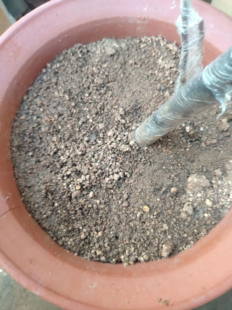 风化土适合种植什么?一篇讲透植物选择与种植实操指南 风化土适合种植什么?一篇讲透植物选择与种植实操指南
