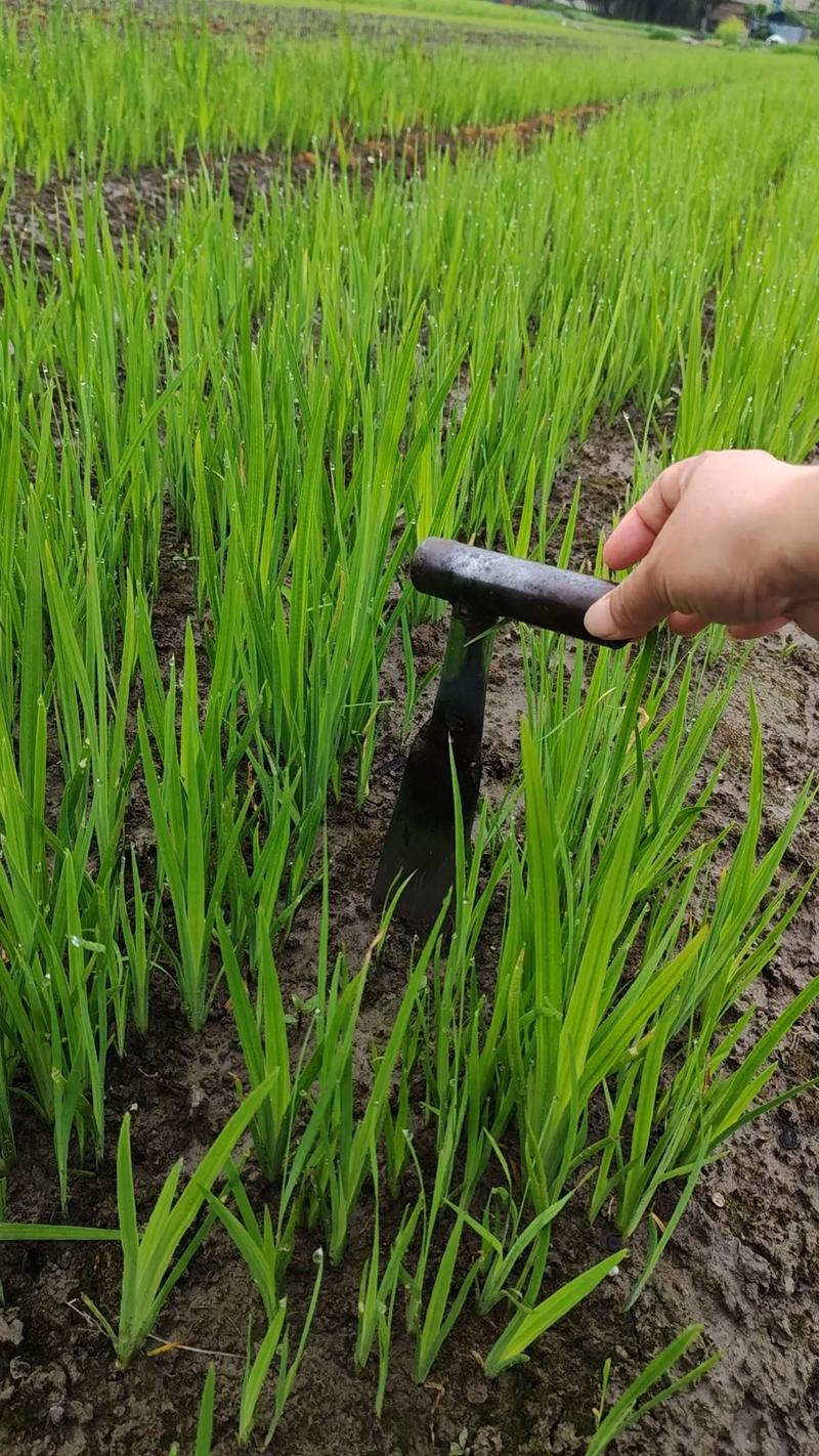 黄菖蒲怎么种植?从选时到成活的完整实操指南 栽植深度
