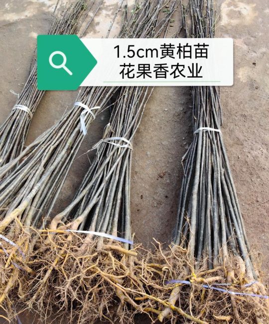 黄柏树种植6年值多少钱一棵？规格、产地、数量影响报价
