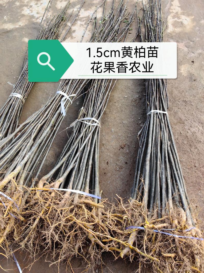 黄柏树种植6年值多少钱一棵?规格、产地、数量影响报价 价格快速参考