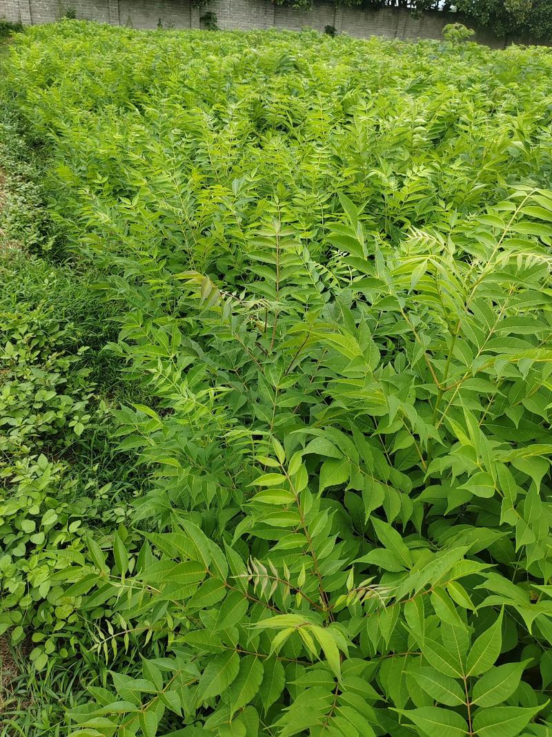 黄柏树种植6年值多少钱一棵?规格、产地、数量影响报价 规格因素