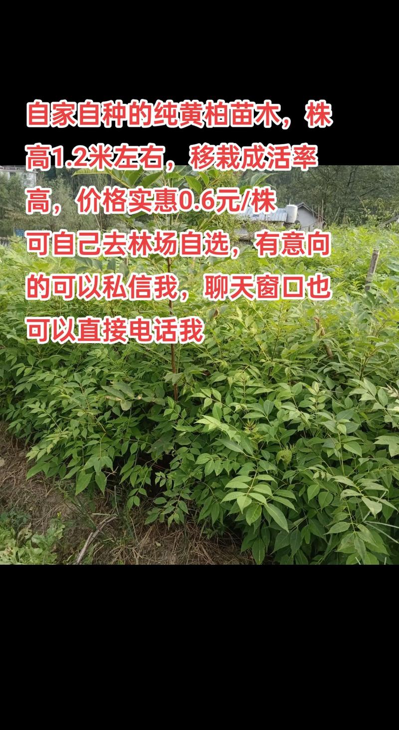 黄柏树种植6年值多少钱一棵?规格、产地、数量影响报价 产地因素