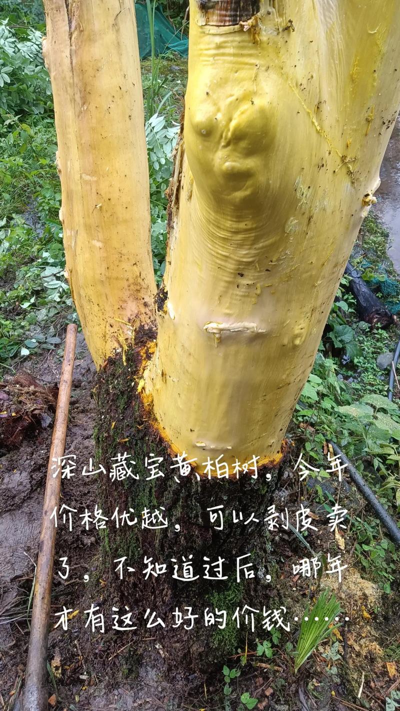 黄柏树种植6年值多少钱一棵?规格、产地、数量影响报价 季节因素