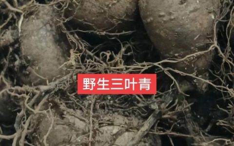 三叶青是一种什么植物？——深山里的“植物抗生素”