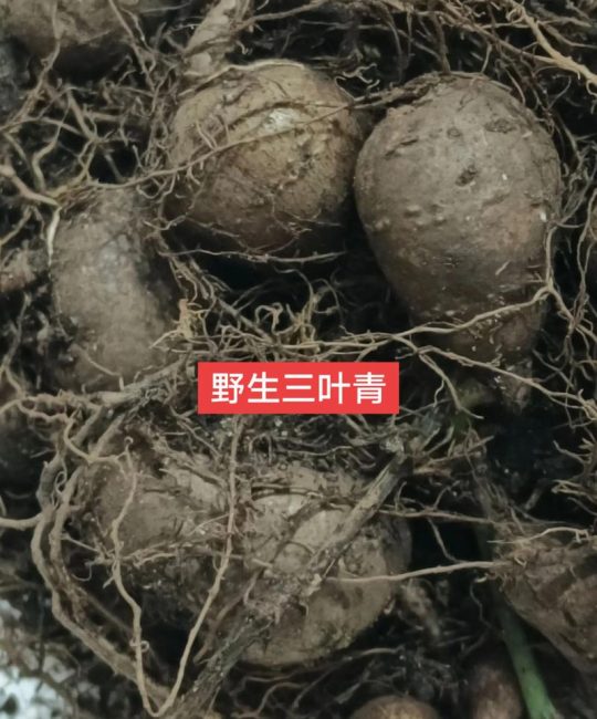 三叶青是一种什么植物？——深山里的“植物抗生素”