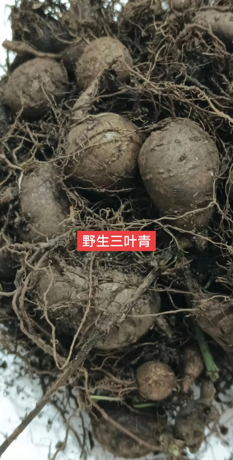 三叶青是一种什么植物?——深山里的“植物抗生素” 三叶青的植物学身份