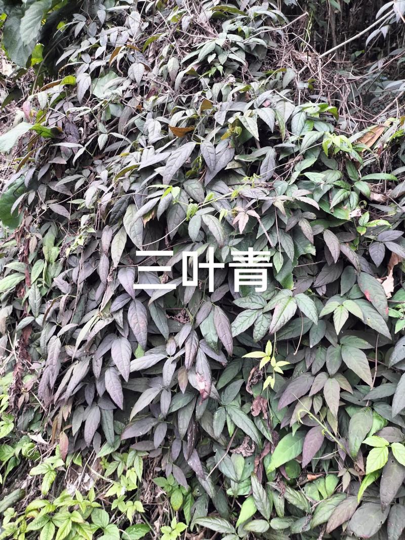 三叶青是一种什么植物?——深山里的“植物抗生素” 形态特征:小巧玲珑,藤蔓优雅