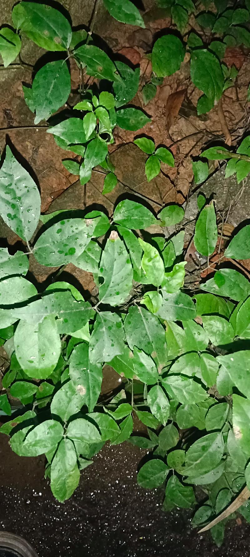 三叶青是一种什么植物?——深山里的“植物抗生素” 药用价值:“天然抗生素”的由来