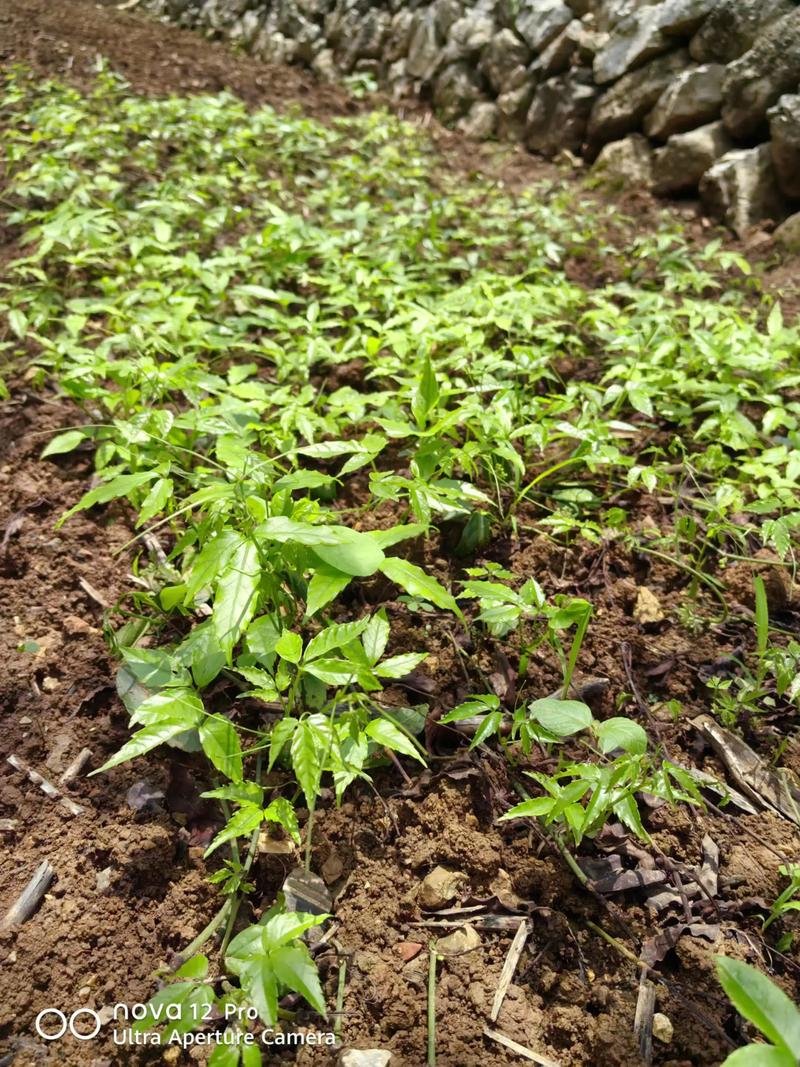 三叶青是一种什么植物?——深山里的“植物抗生素” 结语