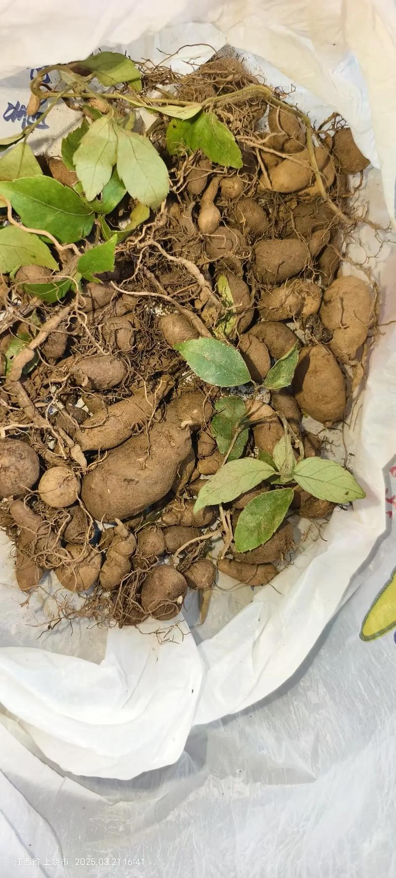 三叶青是一种什么植物?——深山里的“植物抗生素” 园艺价值:耐阴好养的盆栽佳品