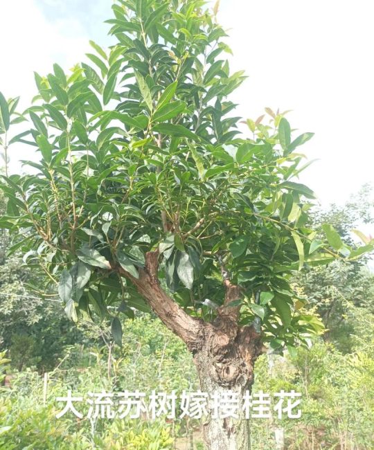 桂花6月份怎样嫁接？最佳时间与方法详解
