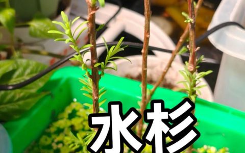 水杉有种子吗？揭开活化石的繁殖奥秘