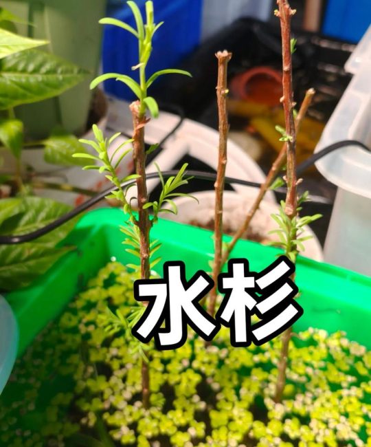 水杉有种子吗？揭开活化石的繁殖奥秘