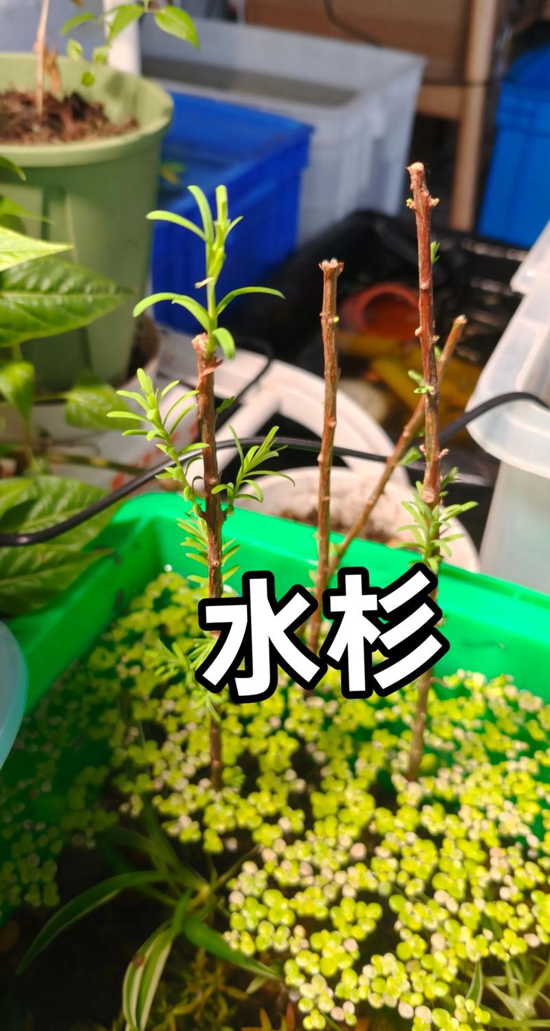 水杉有种子吗?揭开活化石的繁殖奥秘 水杉确有种子,只是“藏”得深