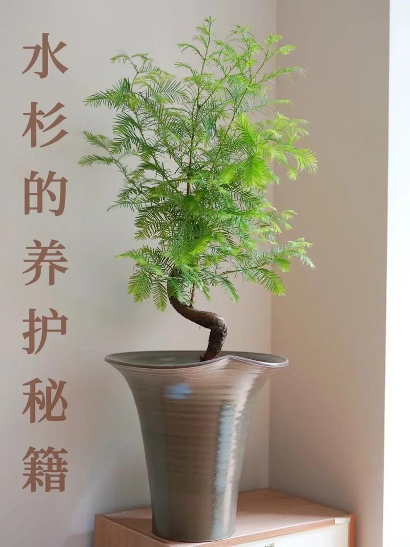 水杉有种子吗?揭开活化石的繁殖奥秘 播种实用步骤
