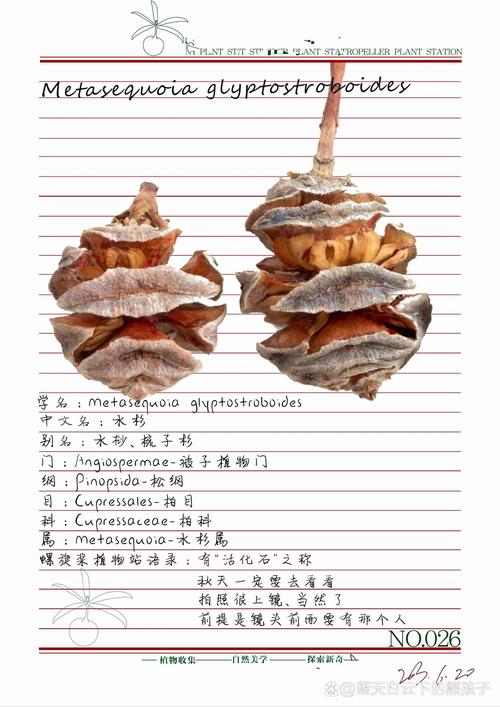 水杉有种子吗?揭开活化石的繁殖奥秘 如何获得高质量的水杉种子?