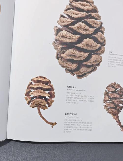 水杉有种子吗?揭开活化石的繁殖奥秘 除了播种,还有更稳妥的繁殖方式