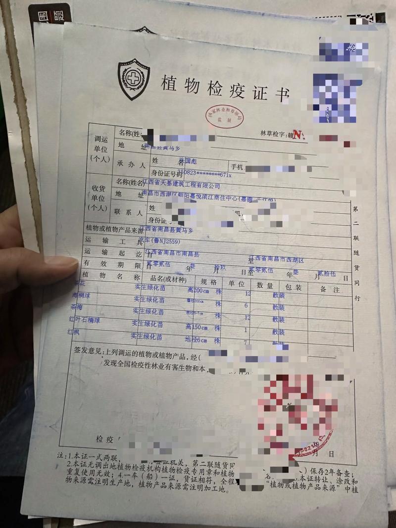 优先选择具备国家或省级种苗生产许可证、能提供《植物检疫证书》且允许现场或视频验苗的规模化苗圃作为批发渠道。 常见问题解答