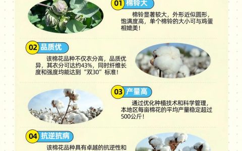 棉花种子哪个品种好？2026年三大主推品种对比分析