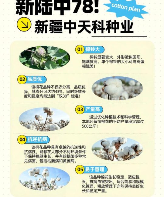 棉花种子哪个品种好？2026年三大主推品种对比分析