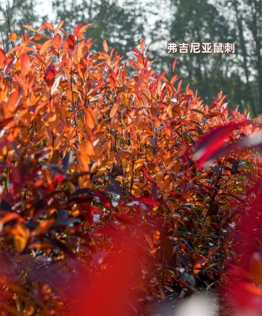 秋天有什么植物？这10种秋季植物让花园更出彩