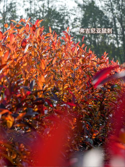 秋天有什么植物?这10种秋季植物让花园更出彩 秋天有什么植物?这10种秋季植物让花园更出彩