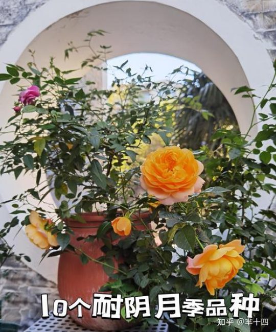 屋后种月季花好吗？选择耐阴品种，掌握光照与修剪技巧即可