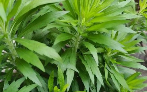 小飞蓬草用什么除草剂根除？专家详解高效彻底防治方法