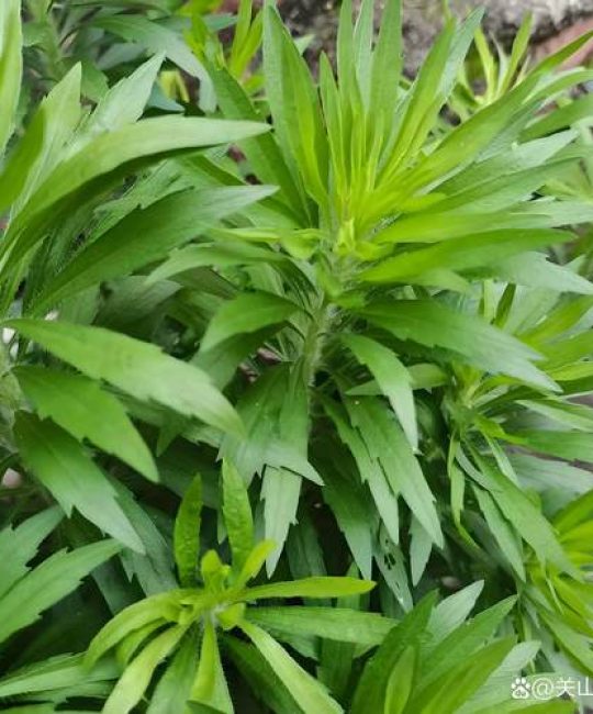 小飞蓬草用什么除草剂根除？专家详解高效彻底防治方法