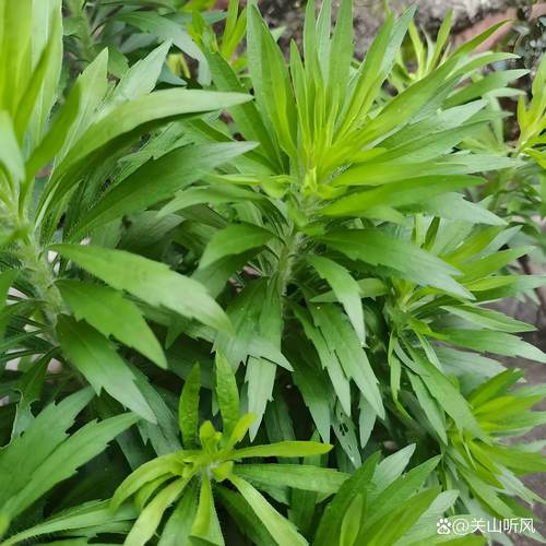 小飞蓬草用什么除草剂根除?专家详解高效彻底防治方法 一、认识小飞蓬草:为什么它如此难缠?