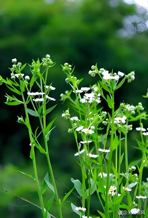 小飞蓬草用什么除草剂根除?专家详解高效彻底防治方法 三、关键施药时机与技巧
