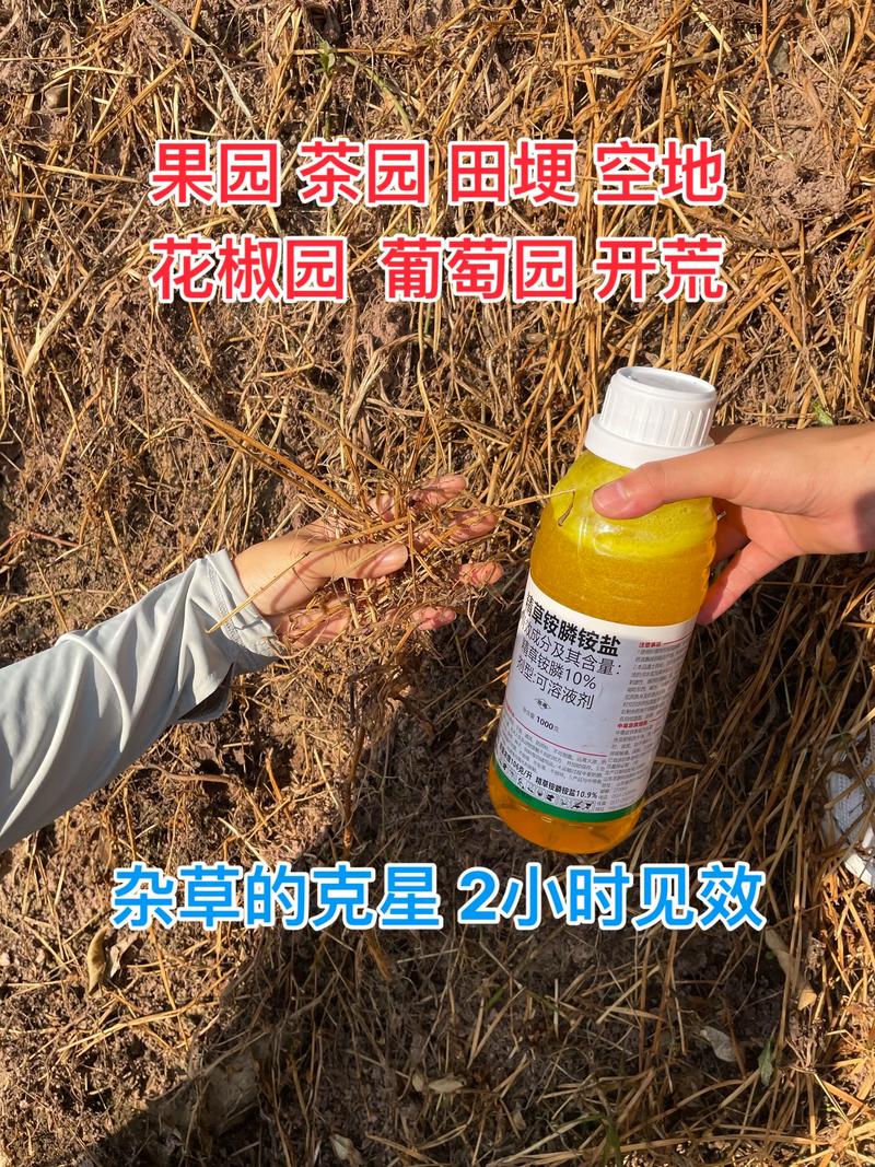 小飞蓬草用什么除草剂根除?专家详解高效彻底防治方法 二、根除小飞蓬草的首选除草剂