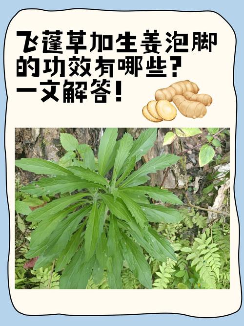 小飞蓬草用什么除草剂根除?专家详解高效彻底防治方法 六、总结