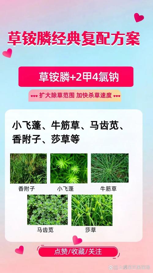 小飞蓬草用什么除草剂根除?专家详解高效彻底防治方法 五、重要提醒与安全注意事项