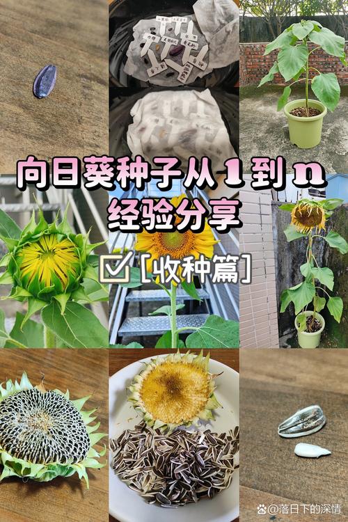 光照与水肥精准方案（围绕促结种目标）