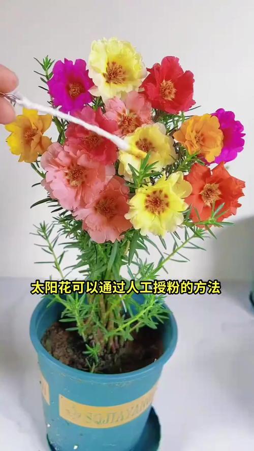 授粉与促结种系统指导