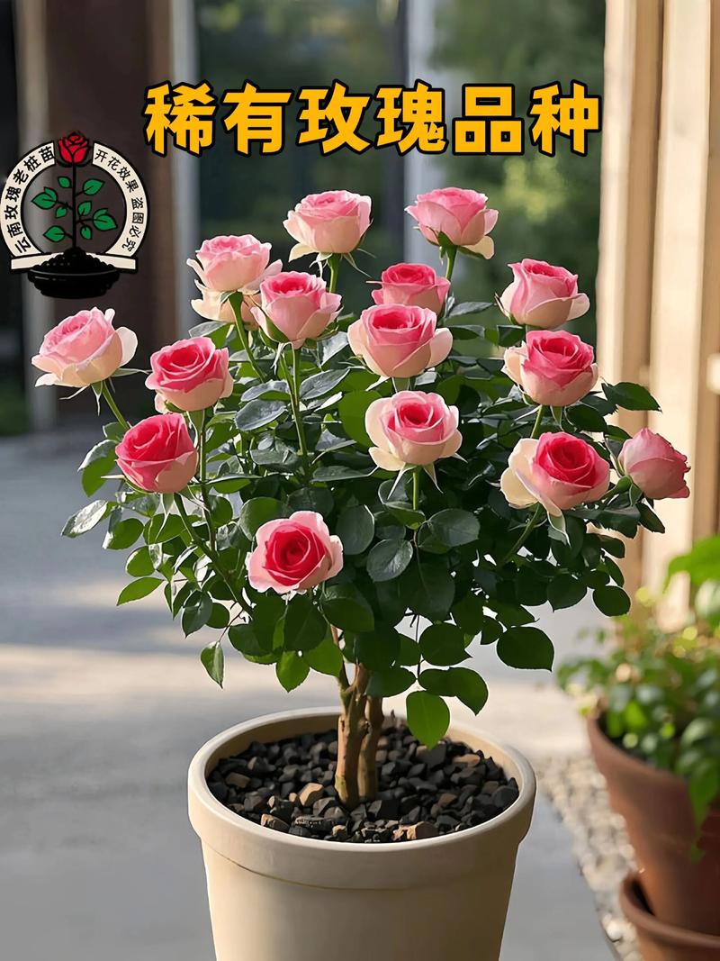 玫瑰花苗木多少钱一株?2025年最新价格参考与影响因素全解析 数量决定批发价与零售价