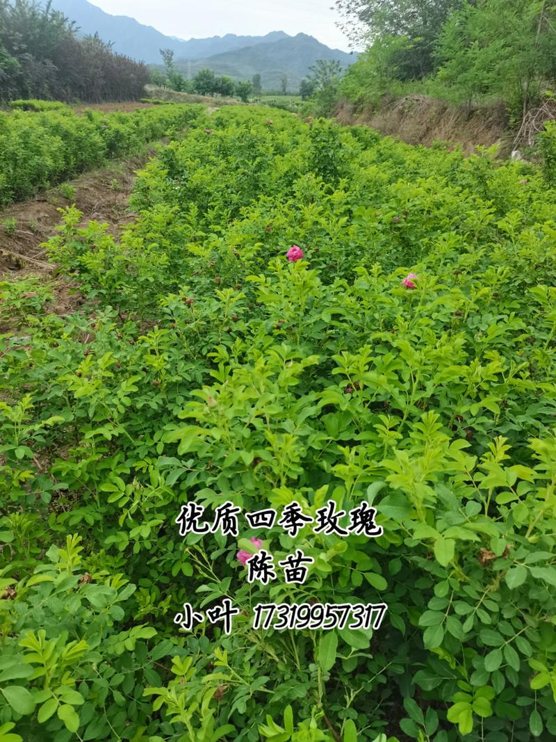 玫瑰花苗木多少钱一株?2025年最新价格参考与影响因素全解析 运输成本占比10%-30%