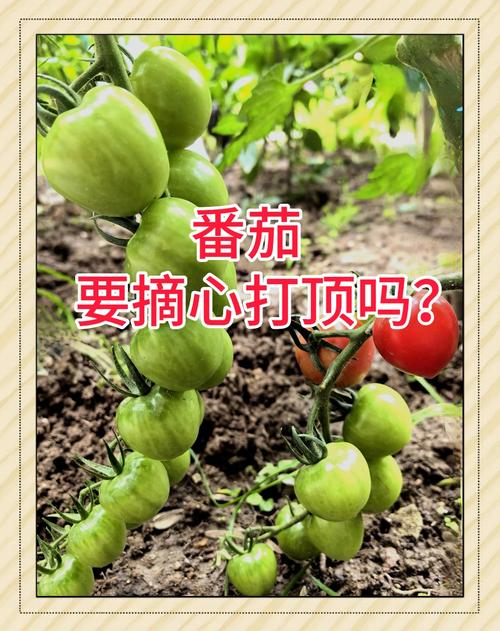 番茄要打顶摘心吗：掌握最佳时机，实现高产优质