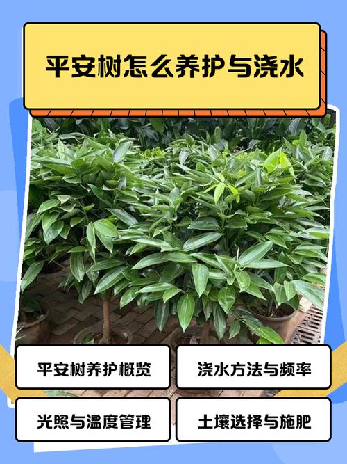 网购树苗栽前要泡水吗?园艺新手必看的安全操作指南 注意事项:泡水后的关键操作