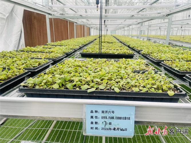 丹参苗价格多少钱一株?2025年市场行情与报价分析 规格因素:苗龄与根茎大小决定基础价