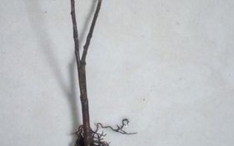 山茶花的根是什么颜色？揭秘山茶花根系特征与养护要点