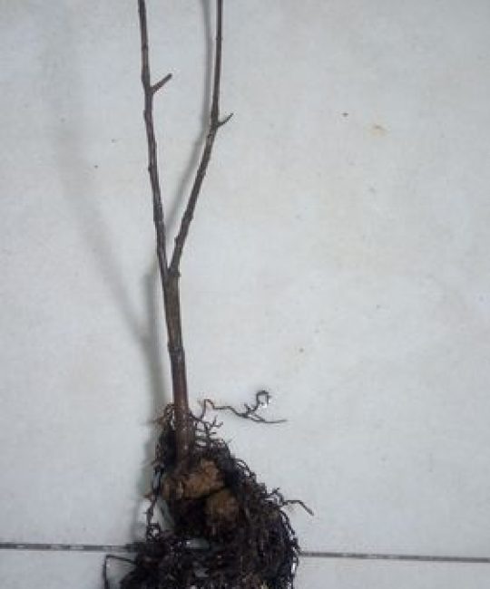 山茶花的根是什么颜色？揭秘山茶花根系特征与养护要点